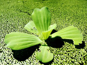 High angle view of flowering plant