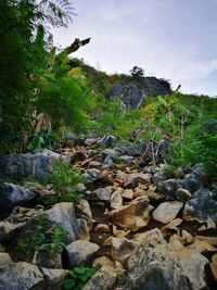 Scenic view of forest against sky