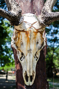 Close-up of tree trunk