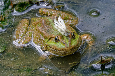 Cabbage butterfly sitting on frog' head