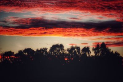 Silhouette of trees against dramatic sky