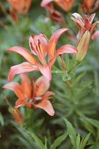 Close-up of orange lily of plant