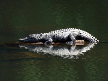 Close-up of crocodile in lake