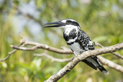Close-up of pied kingfisher perching on tree