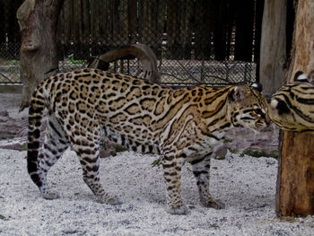 Cat walking in a zoo