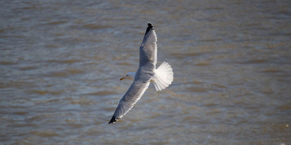 Seagull flying over lake