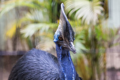 Close-up of peacock