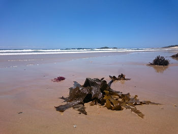 Scenic view of beach against blue sky