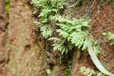 Close-up of plants growing outdoors