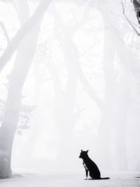 A lonely dog in winter morning