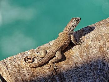 Reptile resting on rock