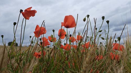 Close-up of yellow flowering plants on field