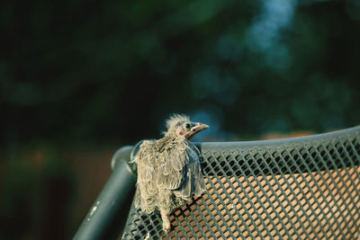 Close-up of bird perching