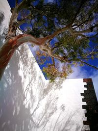 Low angle view of tree against sky