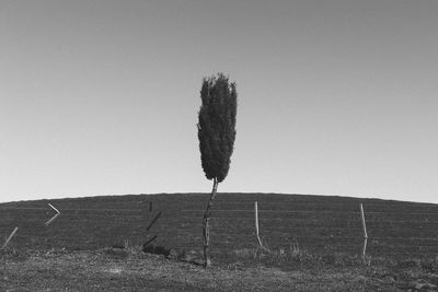View of tree on field against clear sky