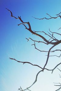 Low angle view of bare trees against clear blue sky