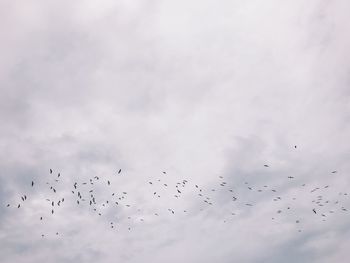 Low angle view of birds flying in sky
