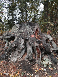 View of tree trunks in forest