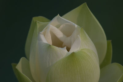 Close-up of flower over black background