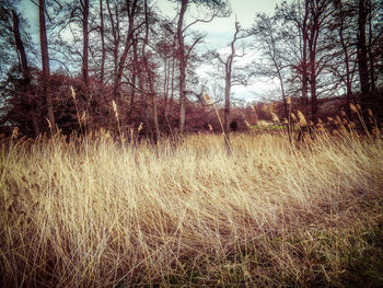 Scenic view of forest