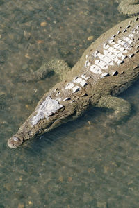 crocodile