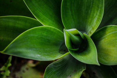 Full frame shot of green plant