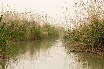 Plants growing in water