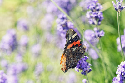 Close-up of butterfly on purple flower