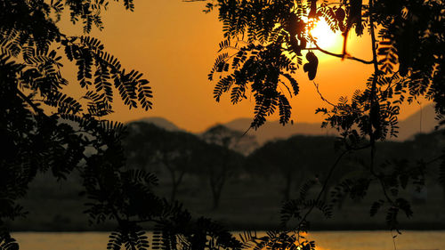Sun shining through trees