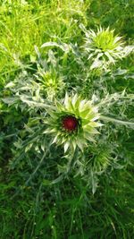 Close-up of flower growing on plant