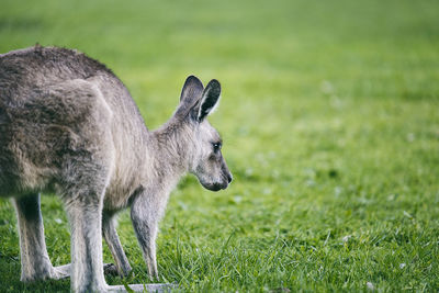 Kangaroo v , australia