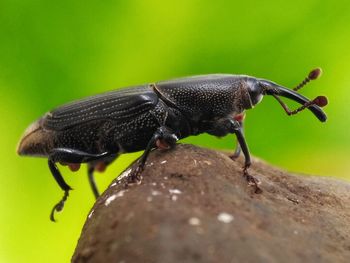 Close-up of insect on leaf