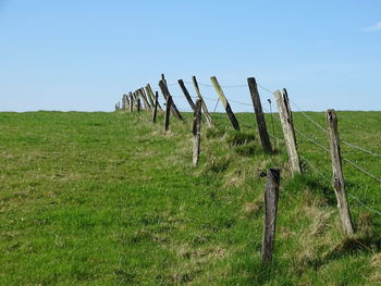 Grass on field against clear sky