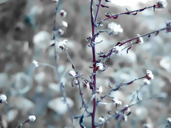 Close-up of cherry blossoms in spring