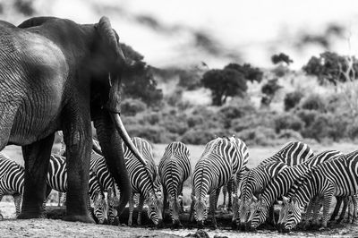 Zebras with elephant drinking water