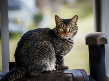 Close-up portrait of a cat