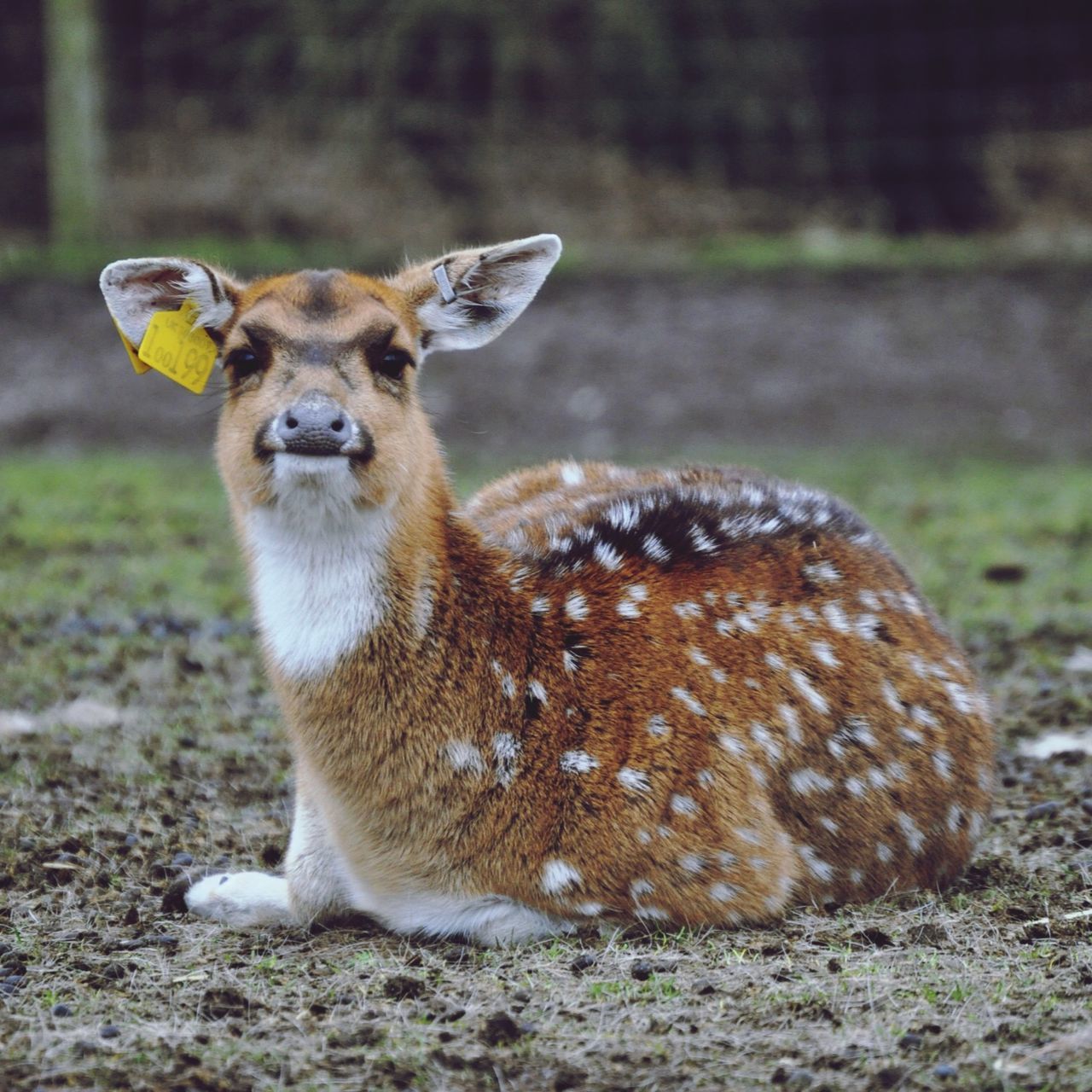 animal themes, one animal, animals in the wild, mammal, focus on foreground, wildlife, field, sitting, two animals, nature, young animal, portrait, full length, day, outdoors, looking away, grass, relaxation, close-up