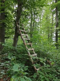 Low angle view of trees in forest