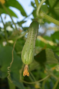 Close-up of water drops on flower