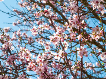 Low angle view of cherry blossoms against sky