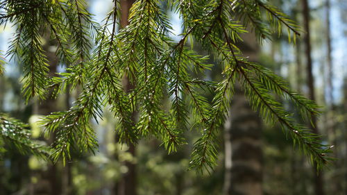 Close-up of pine tree branch