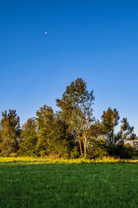 Trees on field against clear blue sky