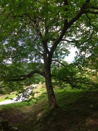 Trees growing in field