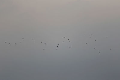 Low angle view of birds flying in sky