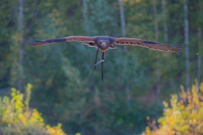 Bird flying in a forest