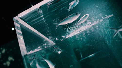 Woman swimming in fish tank at aquarium