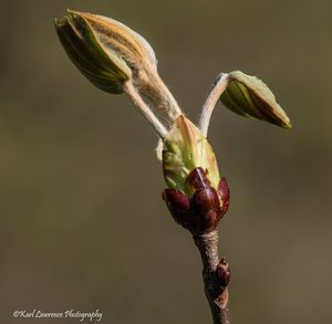 Close-up of flower buds