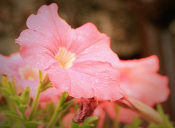 Close-up of wet pink flower