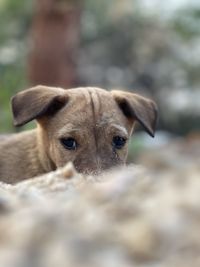 Close-up portrait of dog