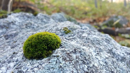 Close-up of moss on rock